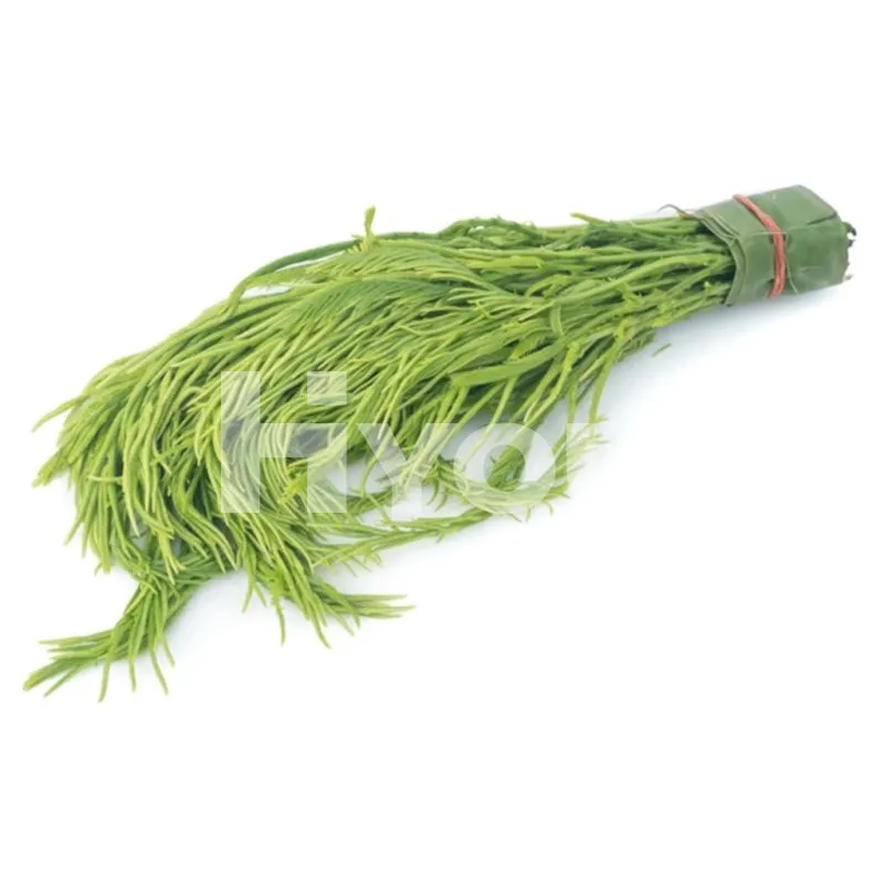 Fresh Thai Acacia 100g ~ 新鮮泰國金合歡 100g