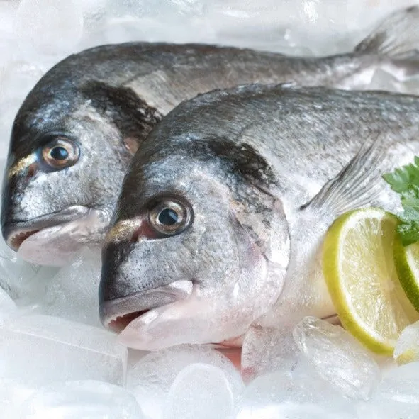 Gilt Head Bream